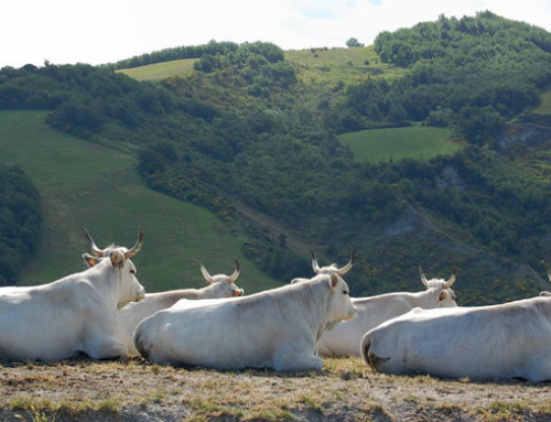 Razza Romagnola, Presìdio Slow Food e ristorazione: i tre cardini dell’Az. Agr. Zavoli