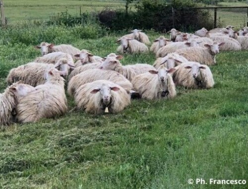 Impatto della depressione da consanguineità sulla produzione di latte in due razze ovine italiane