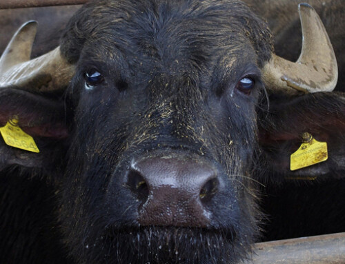 Il microbioma del tratto digestivo del bufalo