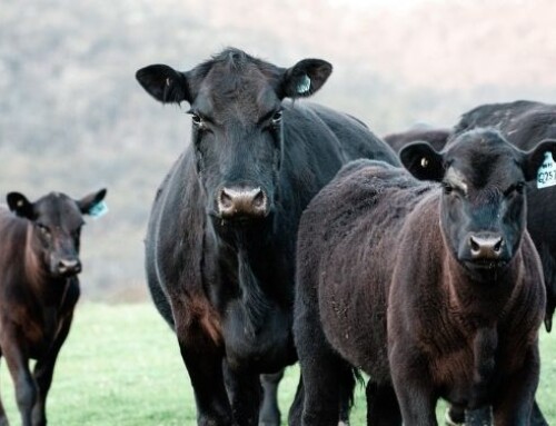 Quali sono le razze bovine con la carne più buona?