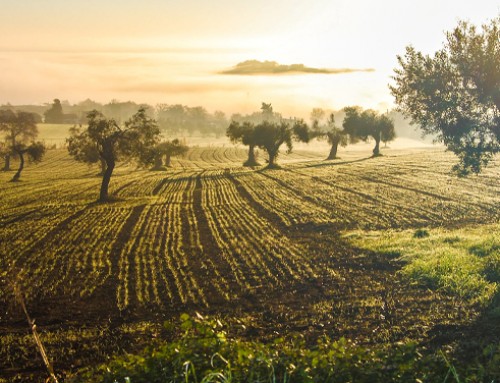 Semplificate le norme per gli aiuti di stato nei settori agricolo e della pesca