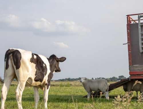 Corso per Autotrasportatori e Guardiani di Animali