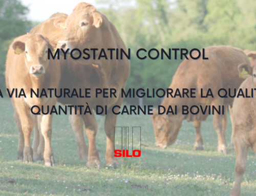 Myostantin Control: una via naturale per migliorare la qualità e la quantità di carne dai bovini