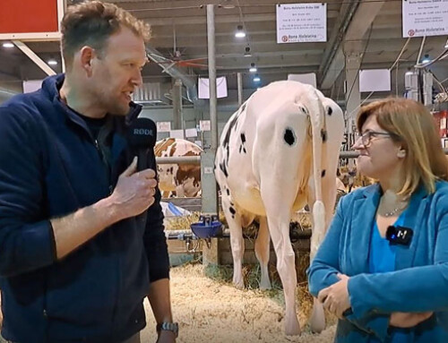 Dall’Olanda a Cremona: l’opinione di Nico Bons sulle Fiere Zootecniche Internazionali